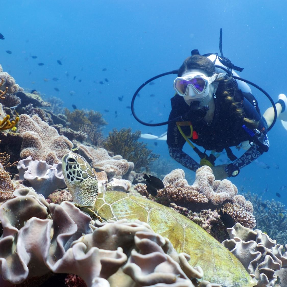 Scuba diver swimming near a sea turtle over a coral reef near Heron Island Resort