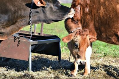 billings farm