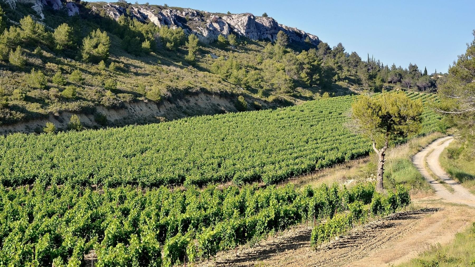 View of Trails among a large vineyard near Originals Hotels