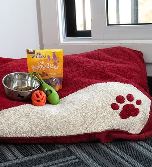 Dog bed and treats