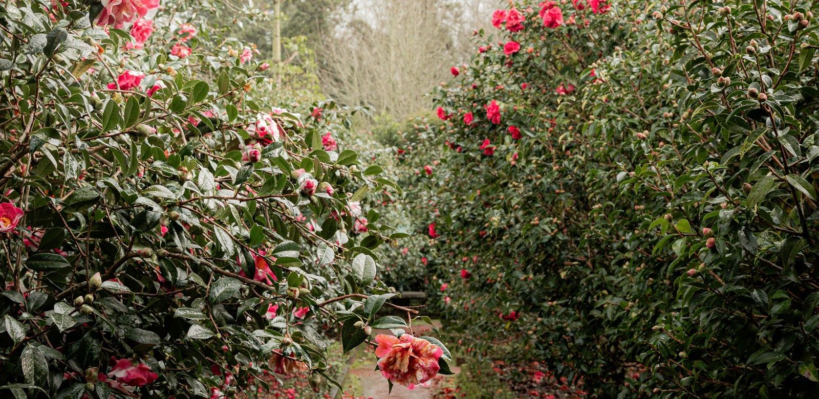 _@@Terra Nostra Garden Hotel@@_