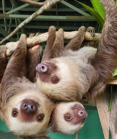 Three sloths hang from a branch with green leaves at Gamboa Rainforest Resort