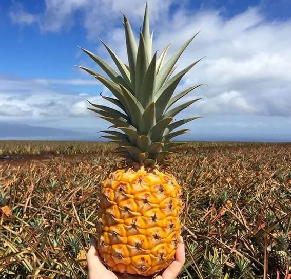 Close-up of pineapple at Ka'anapali Beach Hotel Hawaii