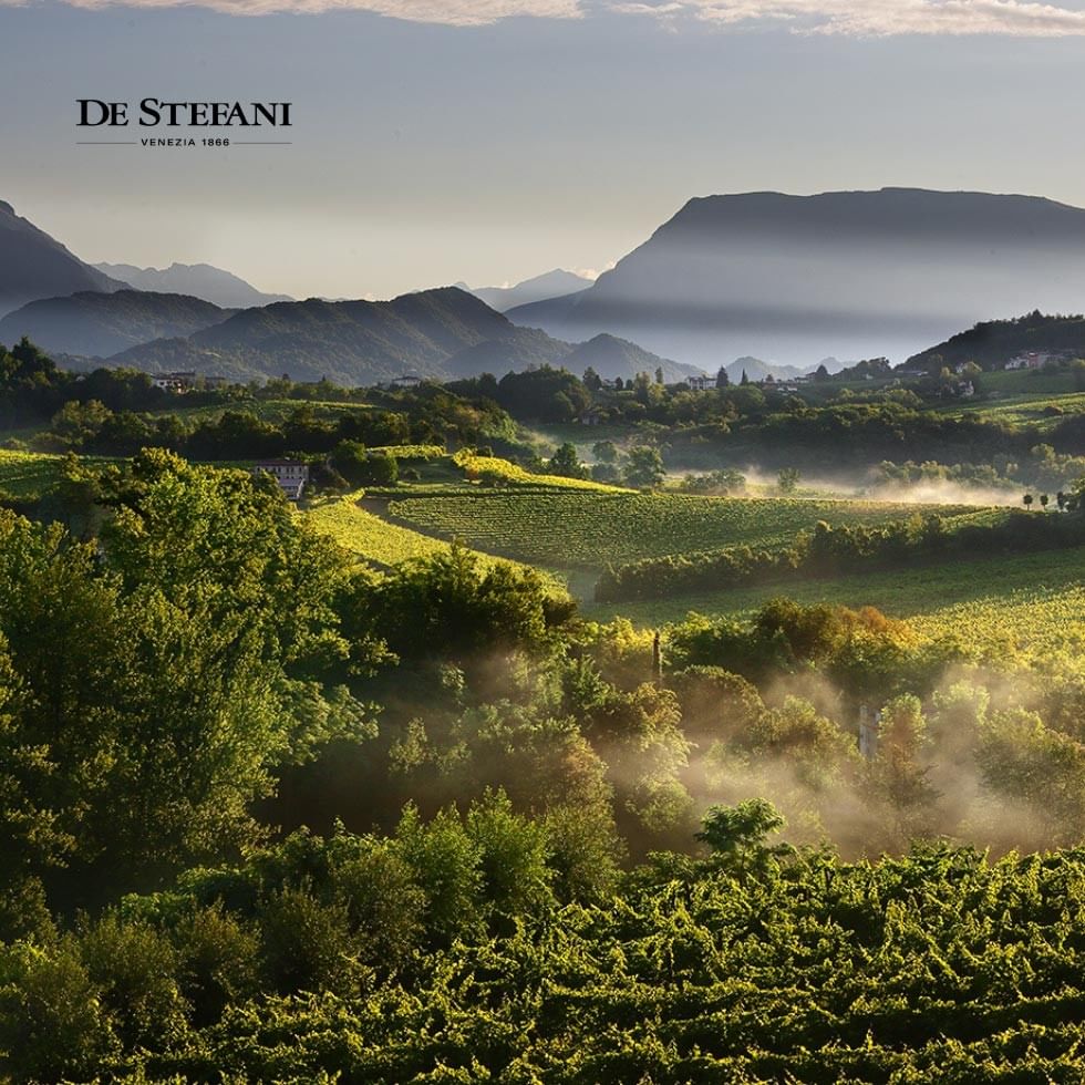 Vineyard landscape with rolling hills and foggy morning at De Stefani.