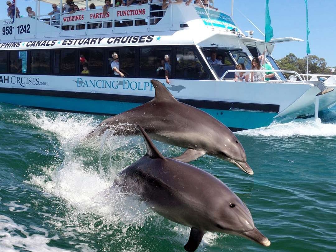 Two dolphins leap playfully near a tour boat in the scenic estuary at The Sebel Mandurah