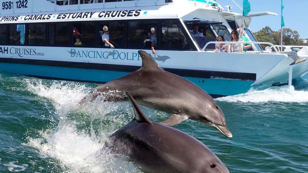 Two dolphins leap playfully near a tour boat in the scenic estuary at The Sebel Mandurah