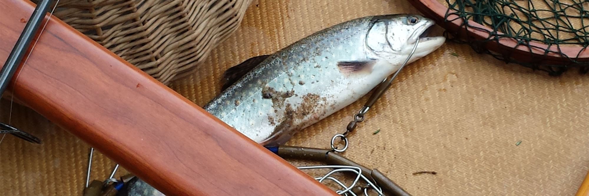 Freshly caught brook trout on the floor of a canoe.