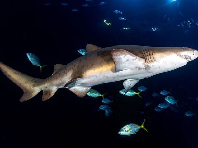 Poema del Mar Aquarium near Design Plus Bex Hotel