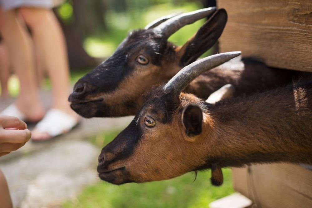 Two brown and black goats poke their heads through a wooden fence at a petting zoo.