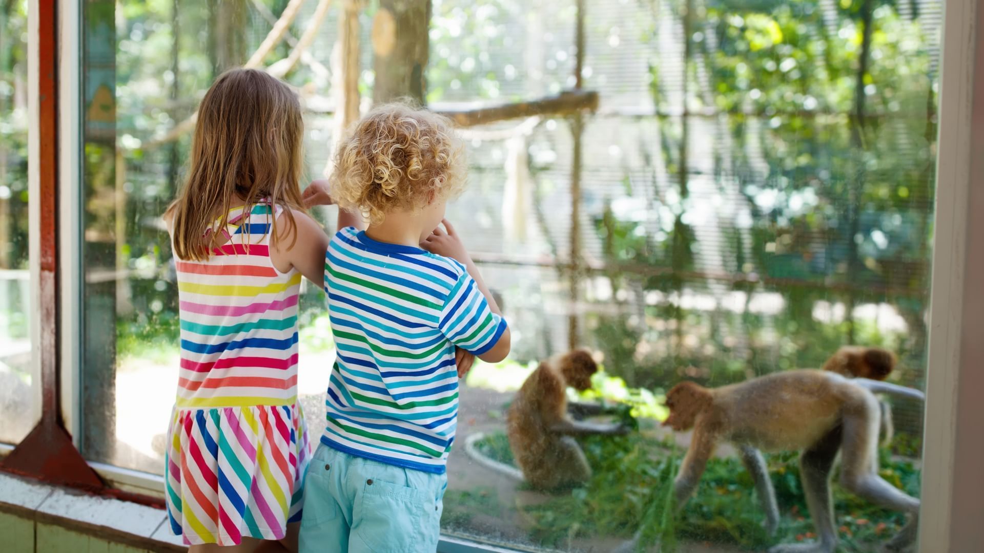 A boy & a girl watching monkeys at The Zoo near Village Hotels