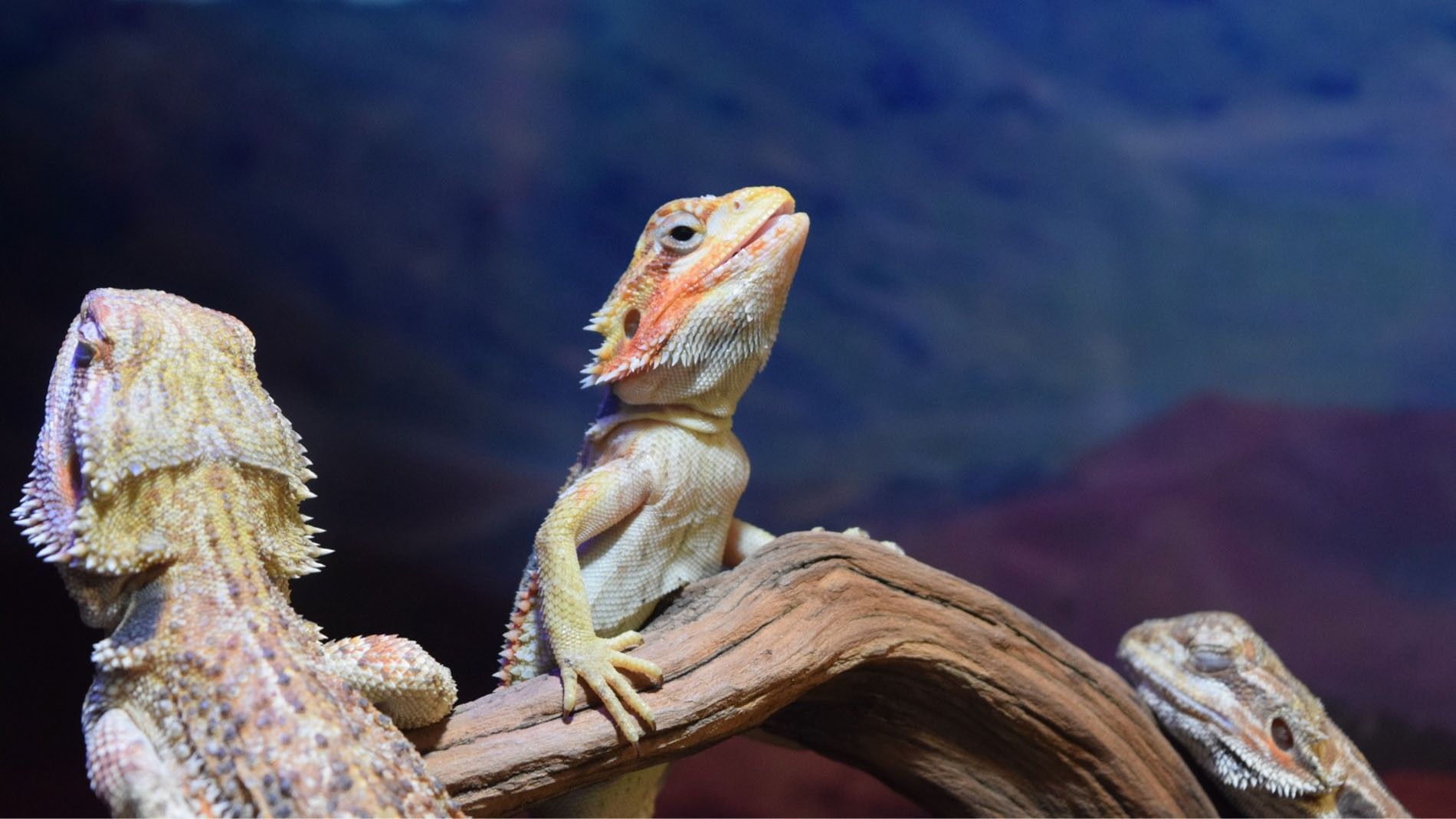 Colorful bearded dragon in Acuario Michin resting on a branch near Camino Real Puebla Angelopolis