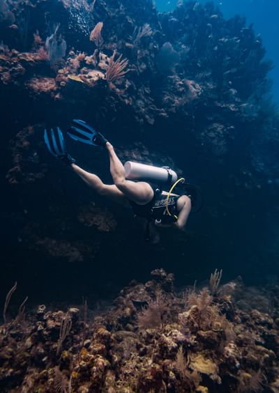 Diver swimming past a coral reef wall during Roatan, Honduras scuba diving near Barefoot Cay Resort & Marina