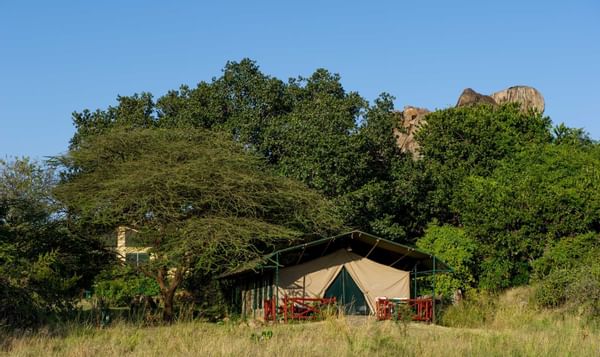 Tent placed in middle of the forest at Mbuzi Mawe Serena Camp