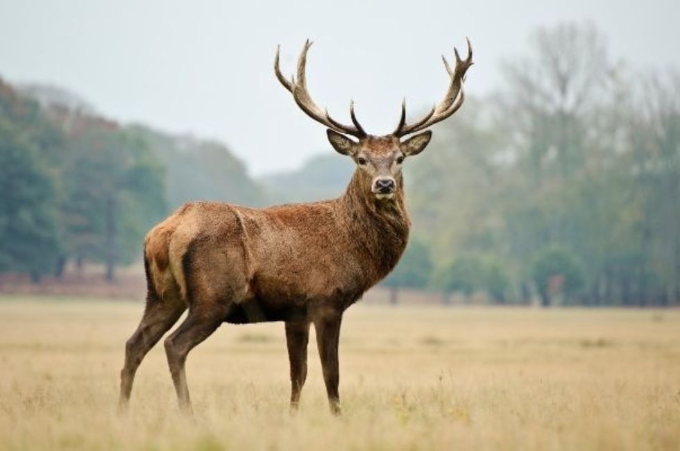 Uk Deer Species featuring the Red Deer