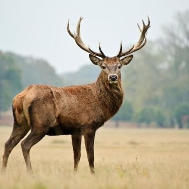 UK Deer Species featuring a giant Red Deer