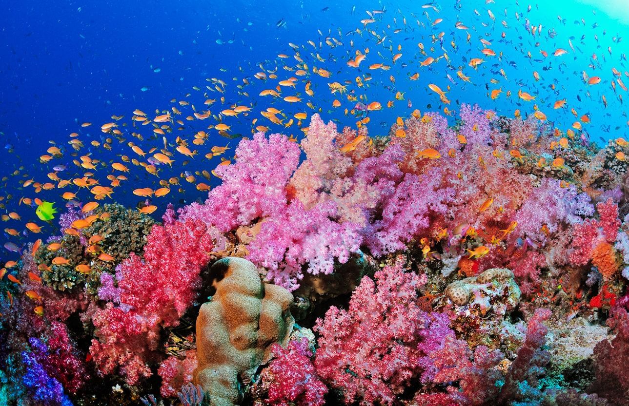 View of colorful corals in the sea near Daydream Island Resort