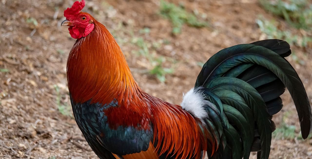Rooster