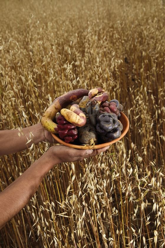 Foto de un platillo de comida tradicional