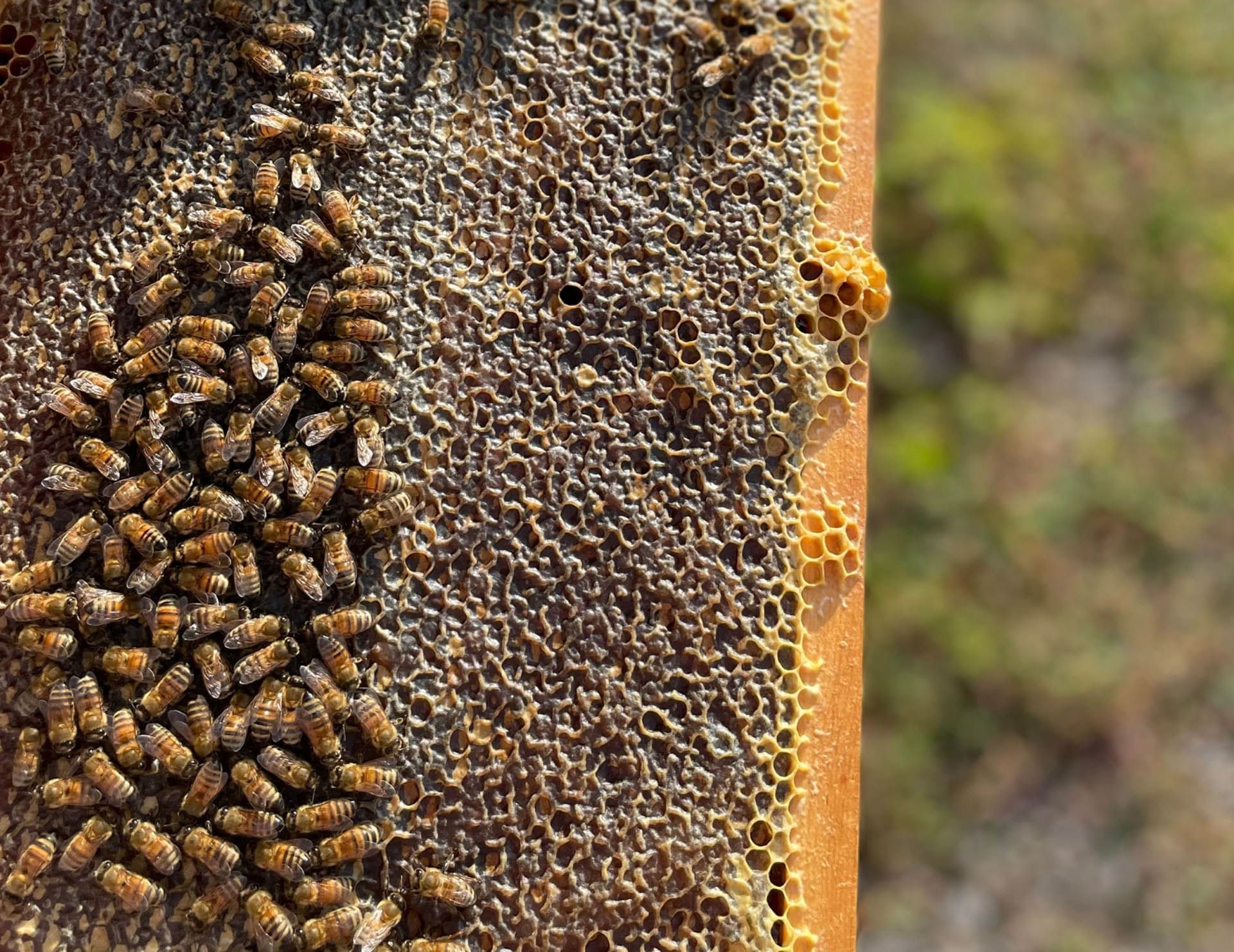 Honeybees cluster on a textured honeycomb frame during honey harvesting and hive care activities at Hotel X Toronto