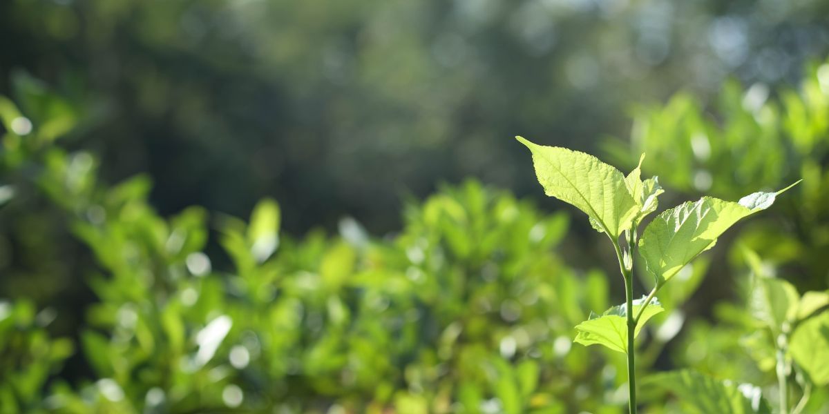 A young green plant reaches toward the sun, surrounded by a lush bokeh of foliage at Novotel Perth Langley