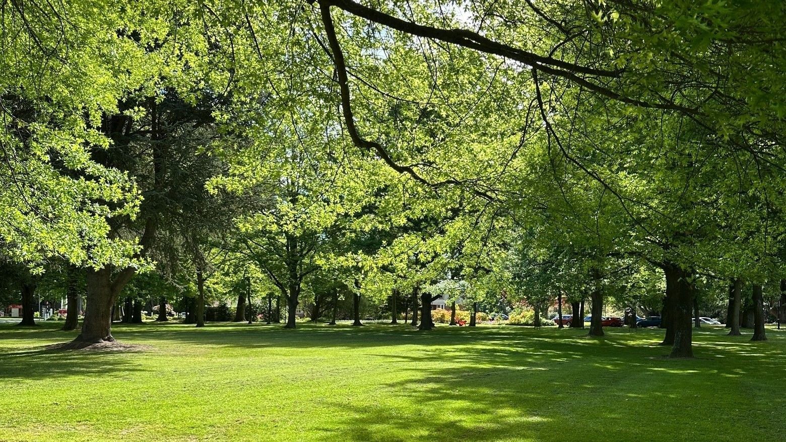 Green park with trees and cars in the background at Ilam Student Accommodation.