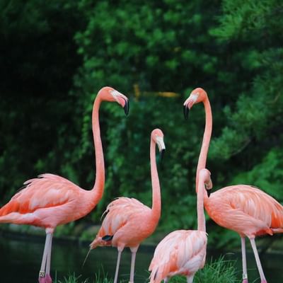 4 Flamingos captured near Falkensteiner Hotels