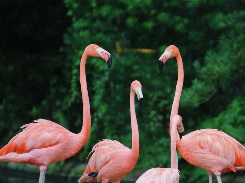4 Flamingos captured near Falkensteiner Hotels