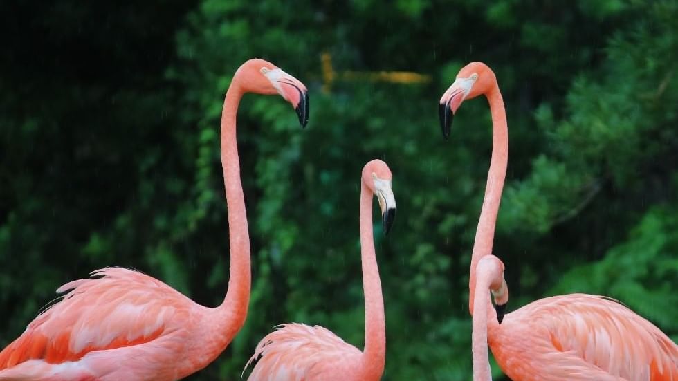 4 Flamingos captured near Falkensteiner Hotels