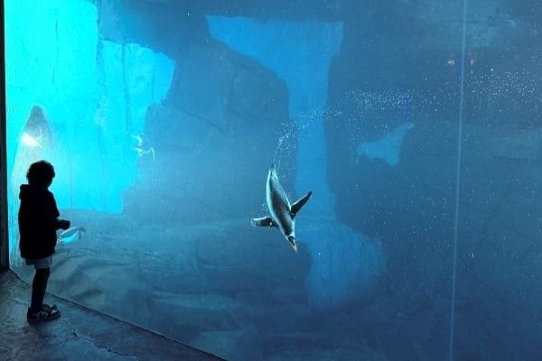 A silhouette of a boy standing in front of a large glass window looking into an underwater penguin exhibit at SeaWorld Orlando.