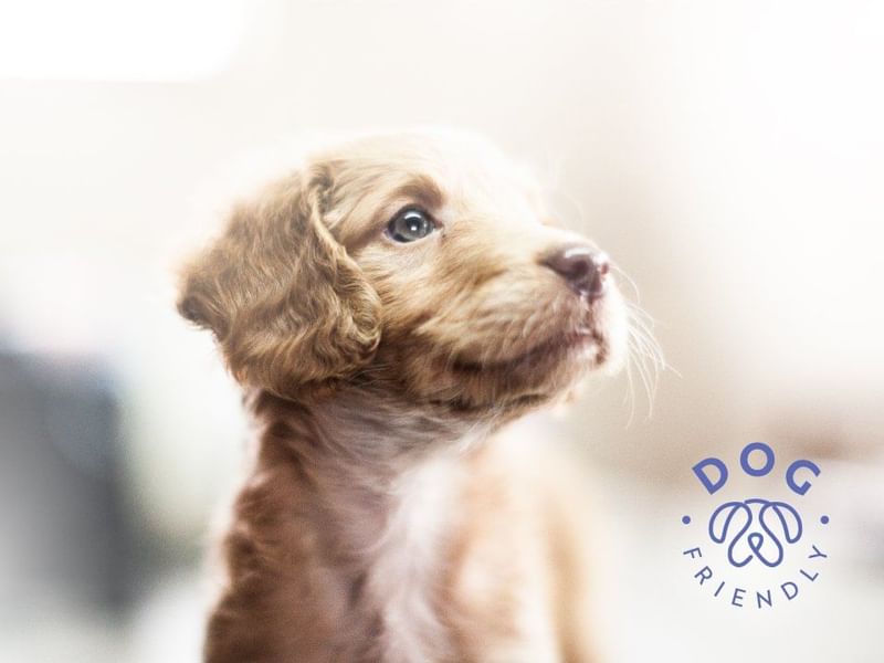 Puppy on a dog-friendly poster at La Colección Resorts