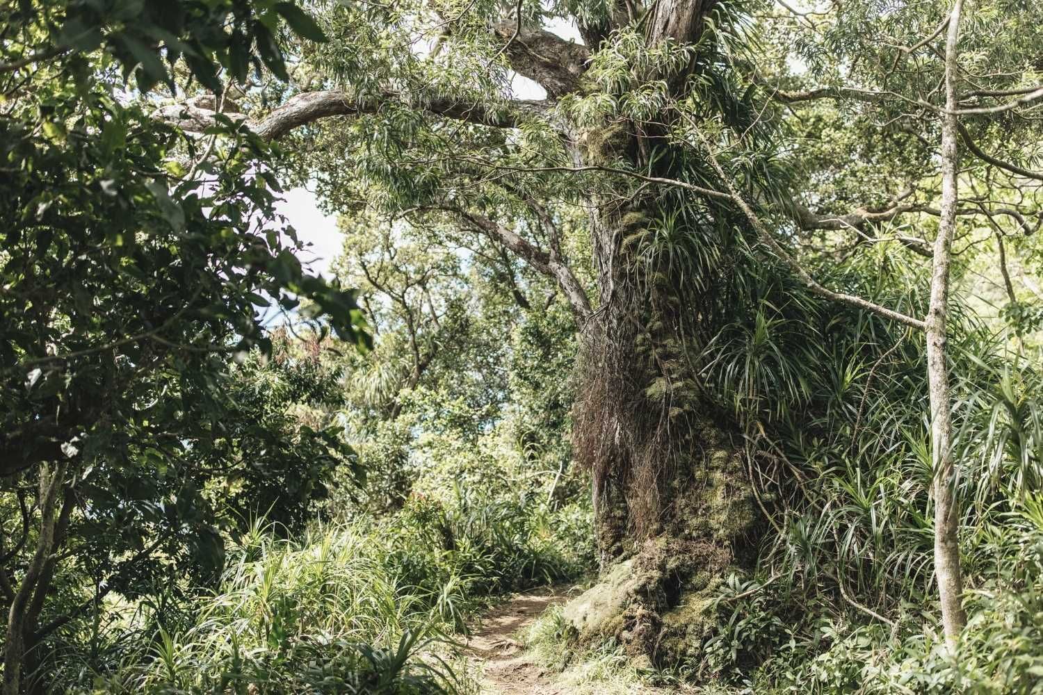 The forest of Waikōloa Dry Forest near Waikiki Resort Hotel