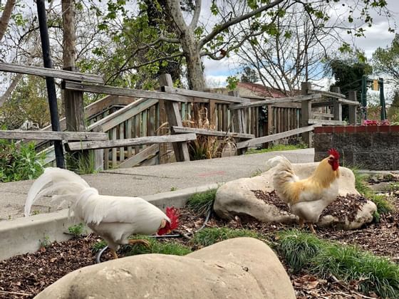 two chickens by a sidewalk