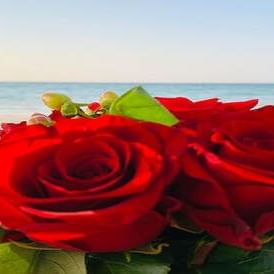 Close-up of red roses for valentine's day at Ajman Hotel 