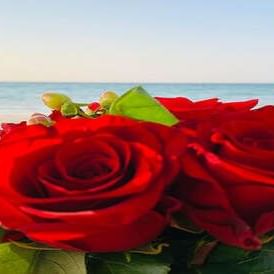 Close-up of red roses for valentine's day at Ajman Hotel