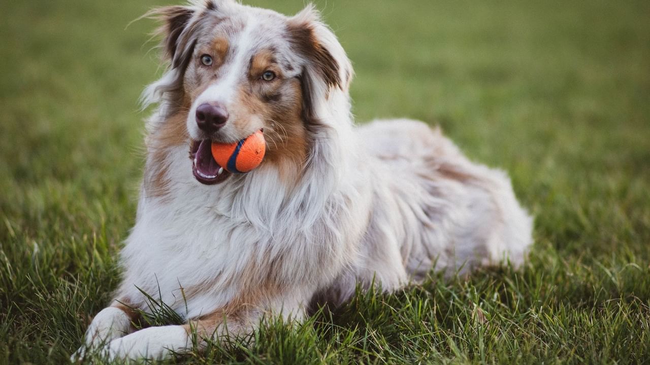 A happy dog lies on grass with its ball