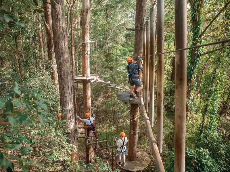 Two people in safety gear on a high ropes course at TreeTop Adventure Park near Mercure Kooindah Waters