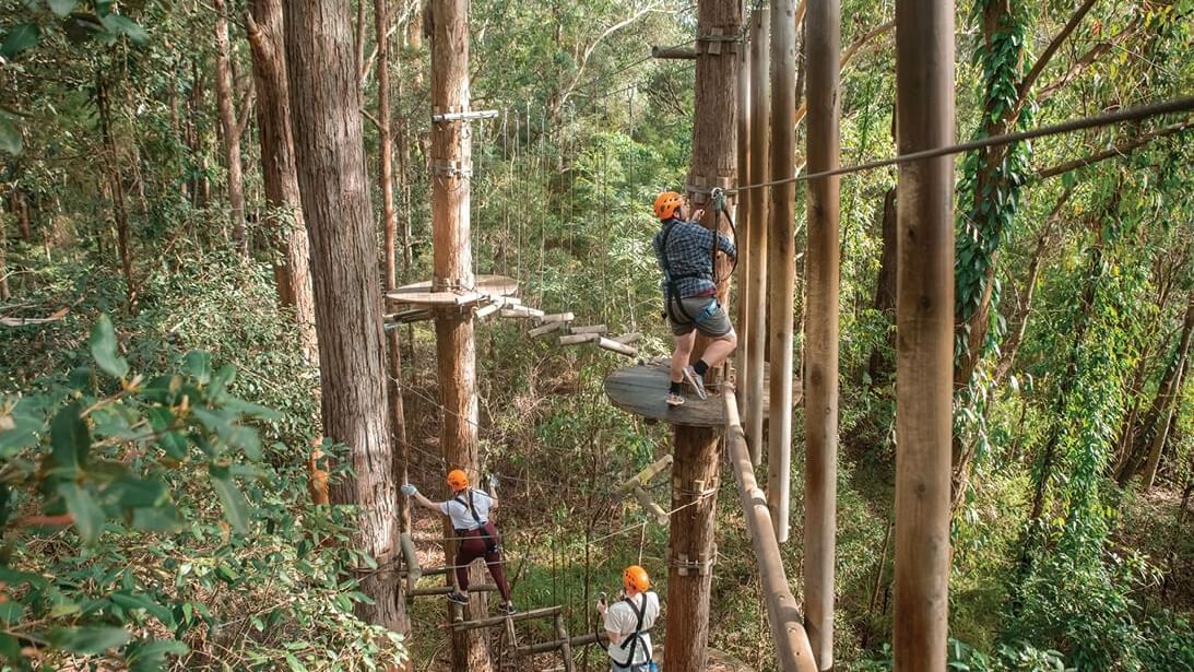 Two people in safety gear on a high ropes course at TreeTop Adventure Park near Mercure Kooindah Waters