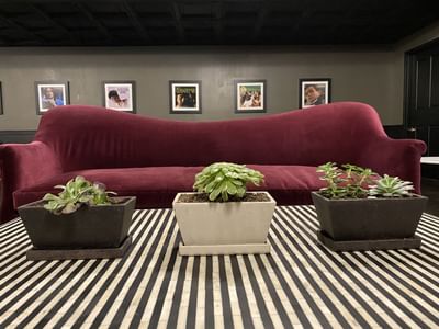 three plants in front of a couch