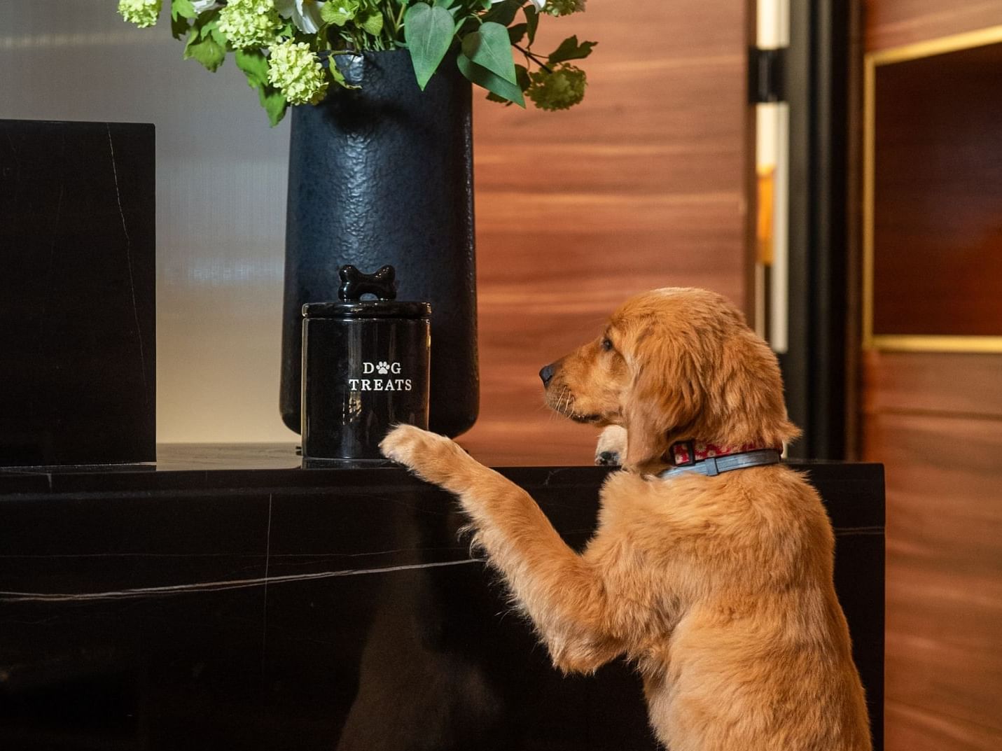 Playful puppy reaching for a dog treat jar at the lobby counter of Gansevoort Meatpacking NYC