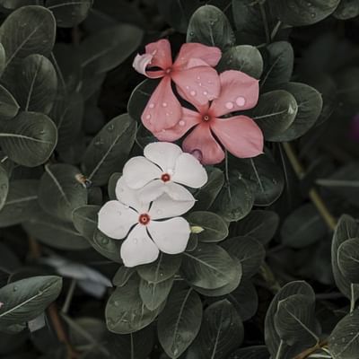 Madagascar Periwinkle flowers in spa at Falkensteiner Hotels