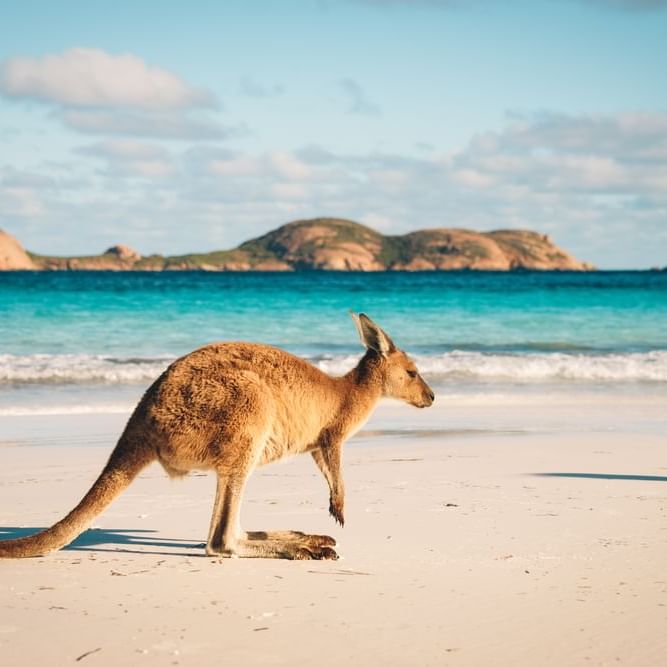 A kangaroo by the beach near Be Fremantle