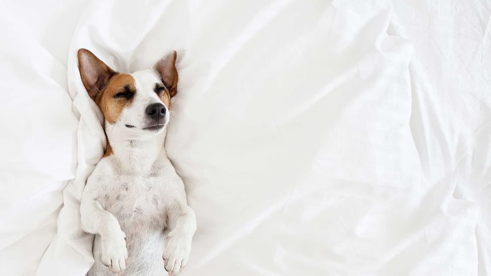 Dog lying on cozy bed in room at Live Aqua Resorts and Residence Club