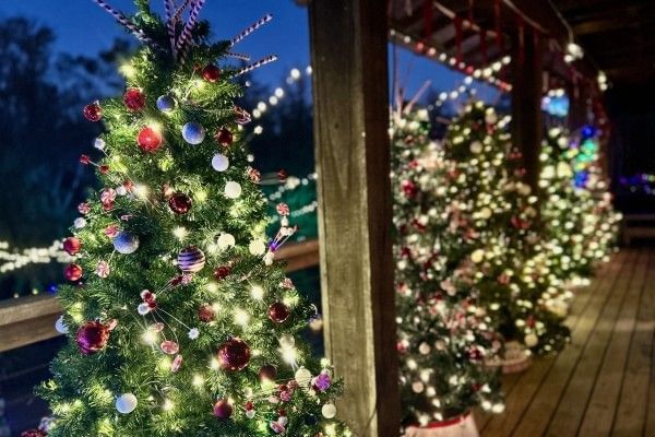 A row of decorated Christmas trees glowing at twilight during Wekiva Island's Winter Wonderland.