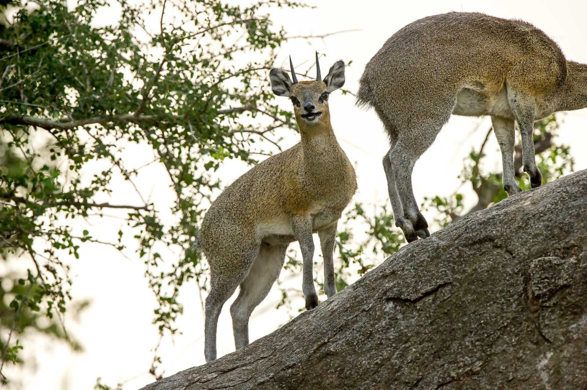 Two deer on a log in forest near the Mbuzi Mawe Serena Camp