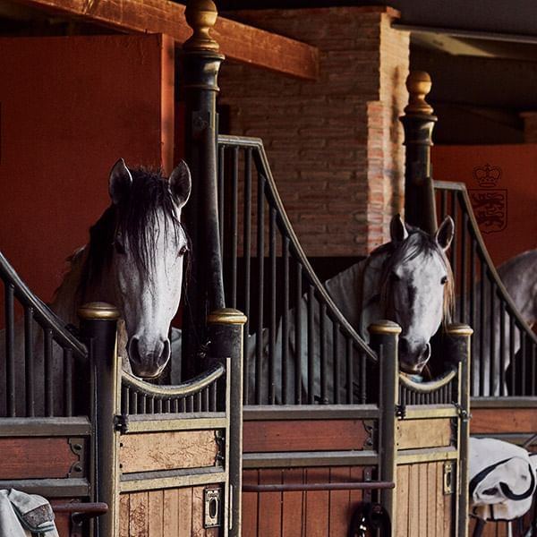 Closeup of Horses in a large stable near Marbella Club Hotel