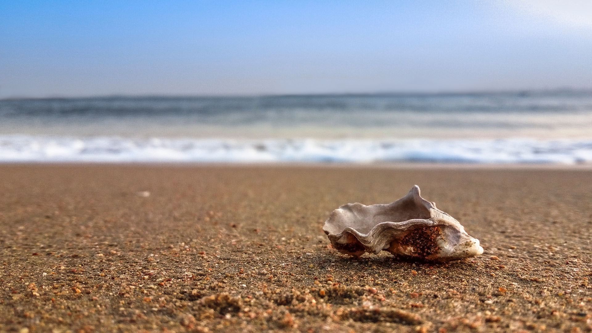 Picture Of Shell On The Beach At Falkensteiner Hotel & Spa Jesolo