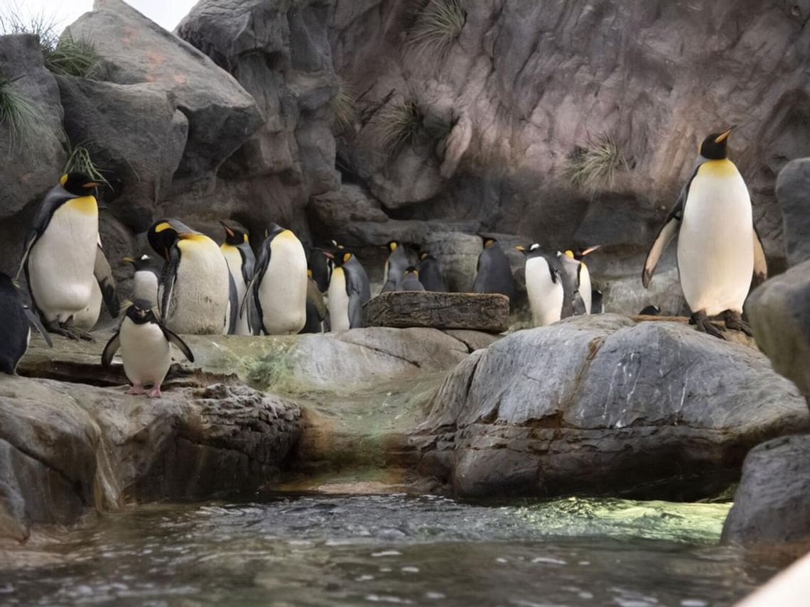 Zoo Adventure Package Hotel Offers at Cheshire Inn MB