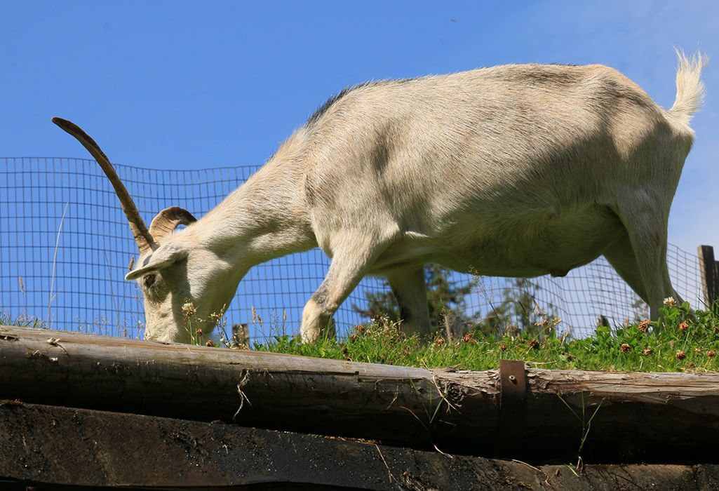 Goat eating grass while standing on a roof