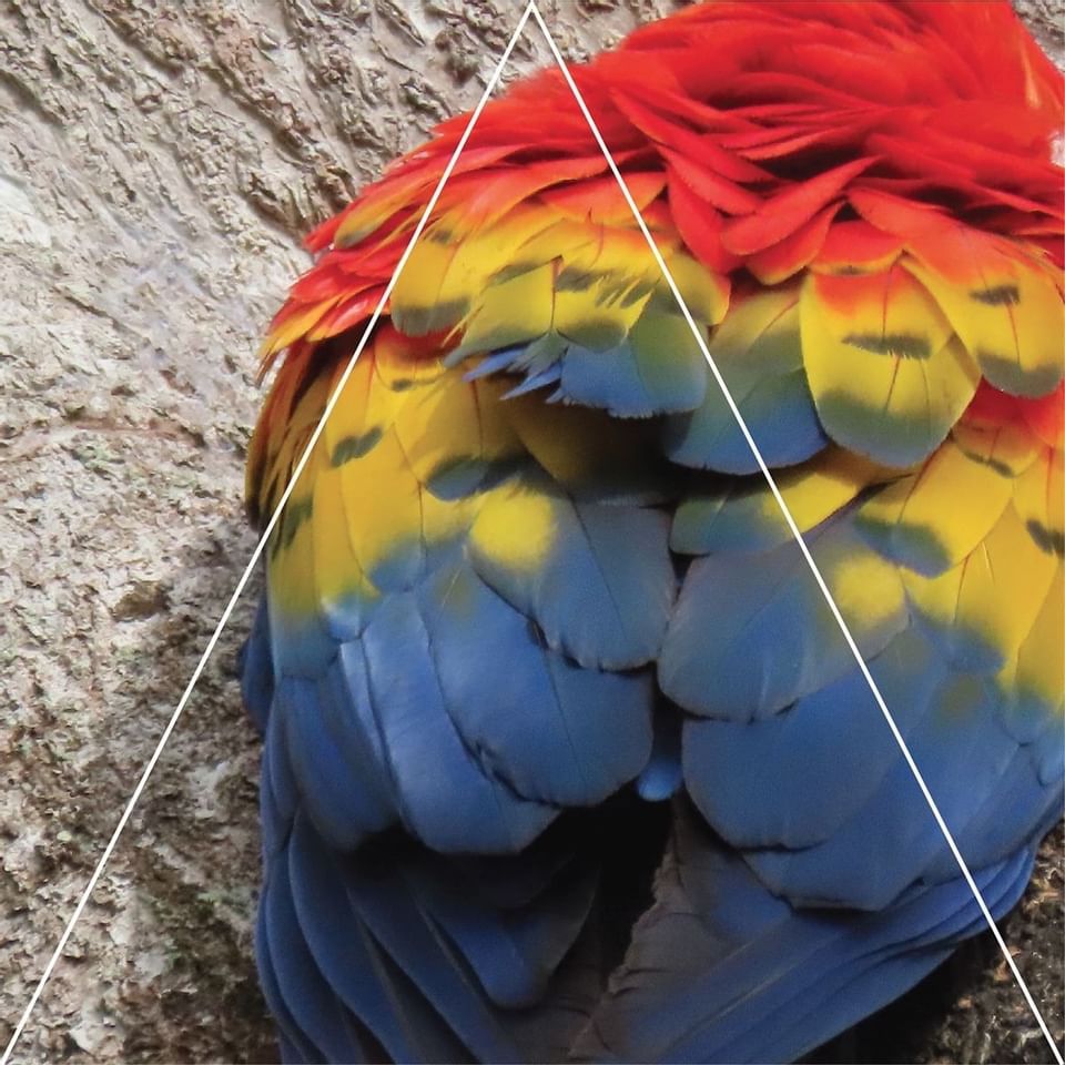 Closeup of Macaw parrots feathers at Punta Islita Hotel