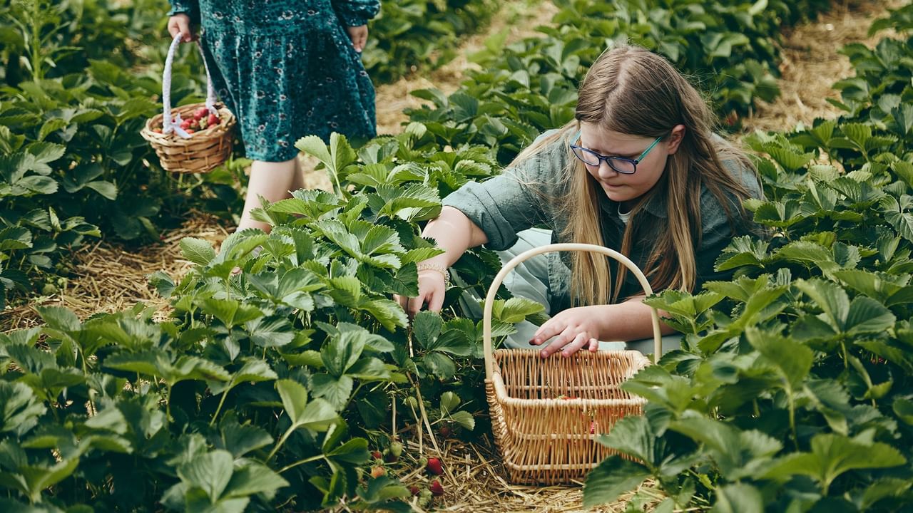 sisters picking strawberries
